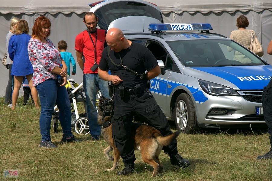 pokaz tresury psa policyjnego
