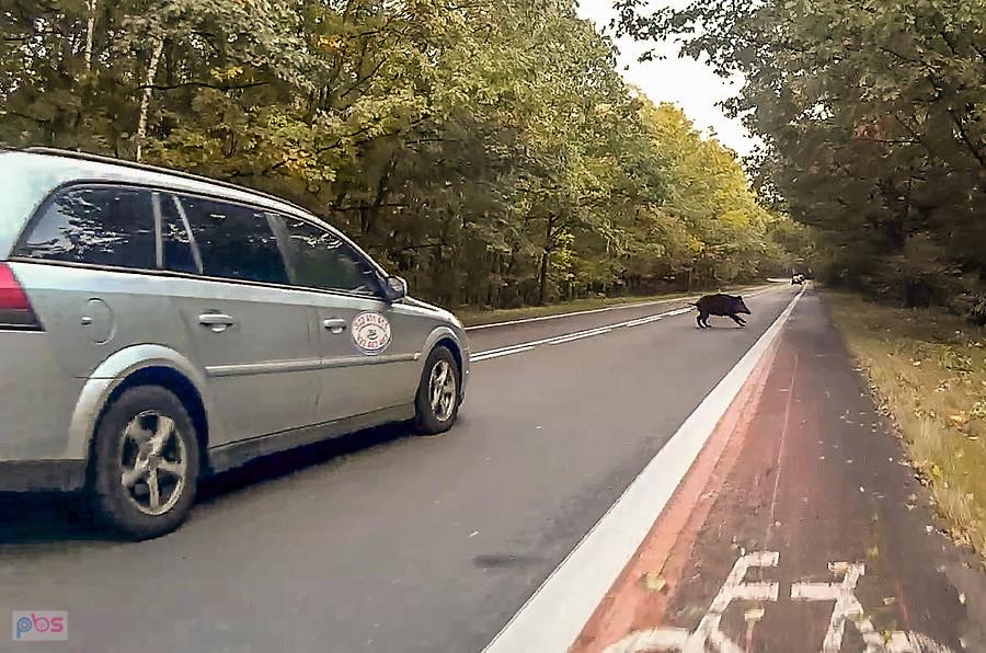 Czarna świnia przebiegła mi drogę ;)