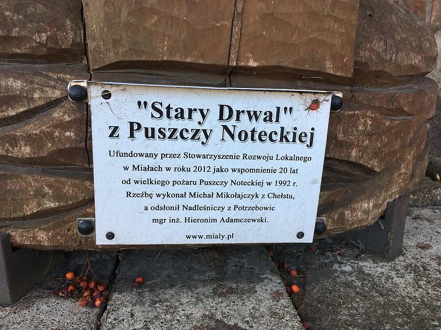 Stary Drwal