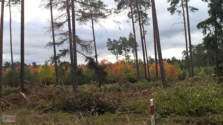 Jesienne kolory pod Dobieszczynem.