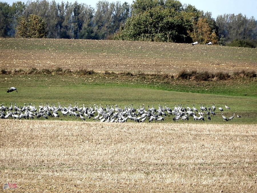 Żurawie pod Ladenthin, szkoda że tak daleko.