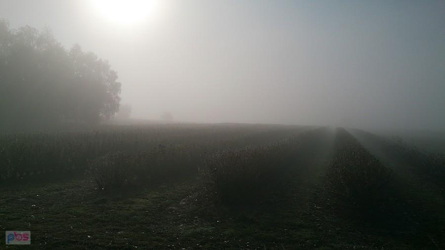 Mgliste pola koło Skrzynic