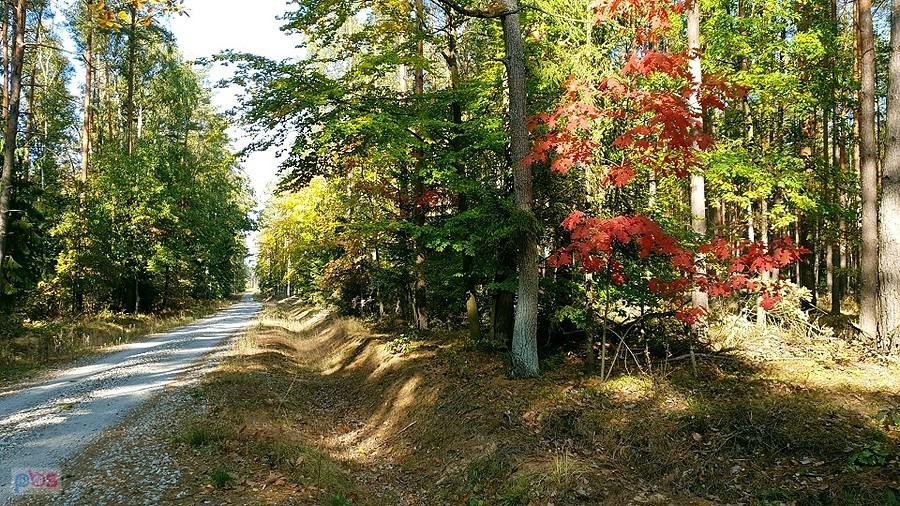 Kolory jesieni na rowerostradzie
