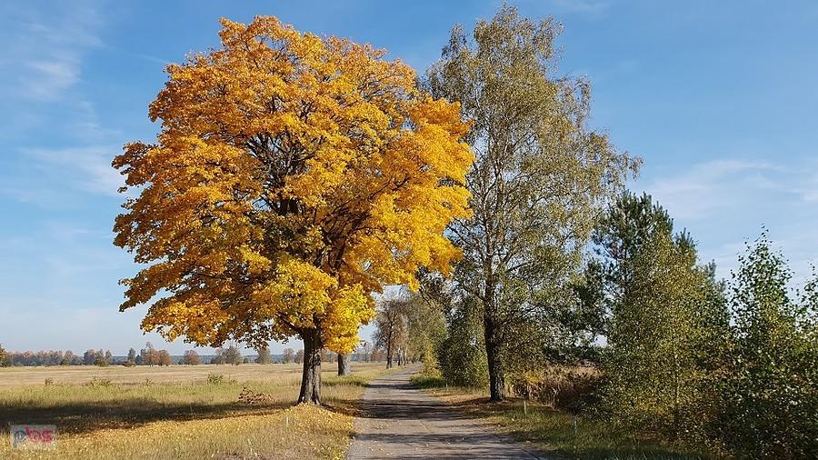 Kolory jesieni w Wielichówku