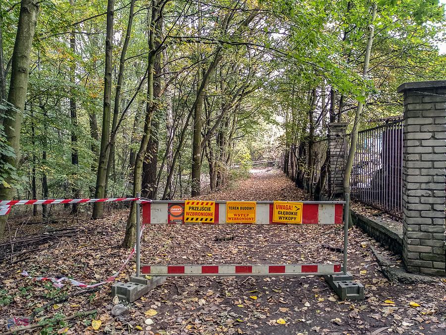 Niespodzianka na ścieżce w lasku Makoszowskim