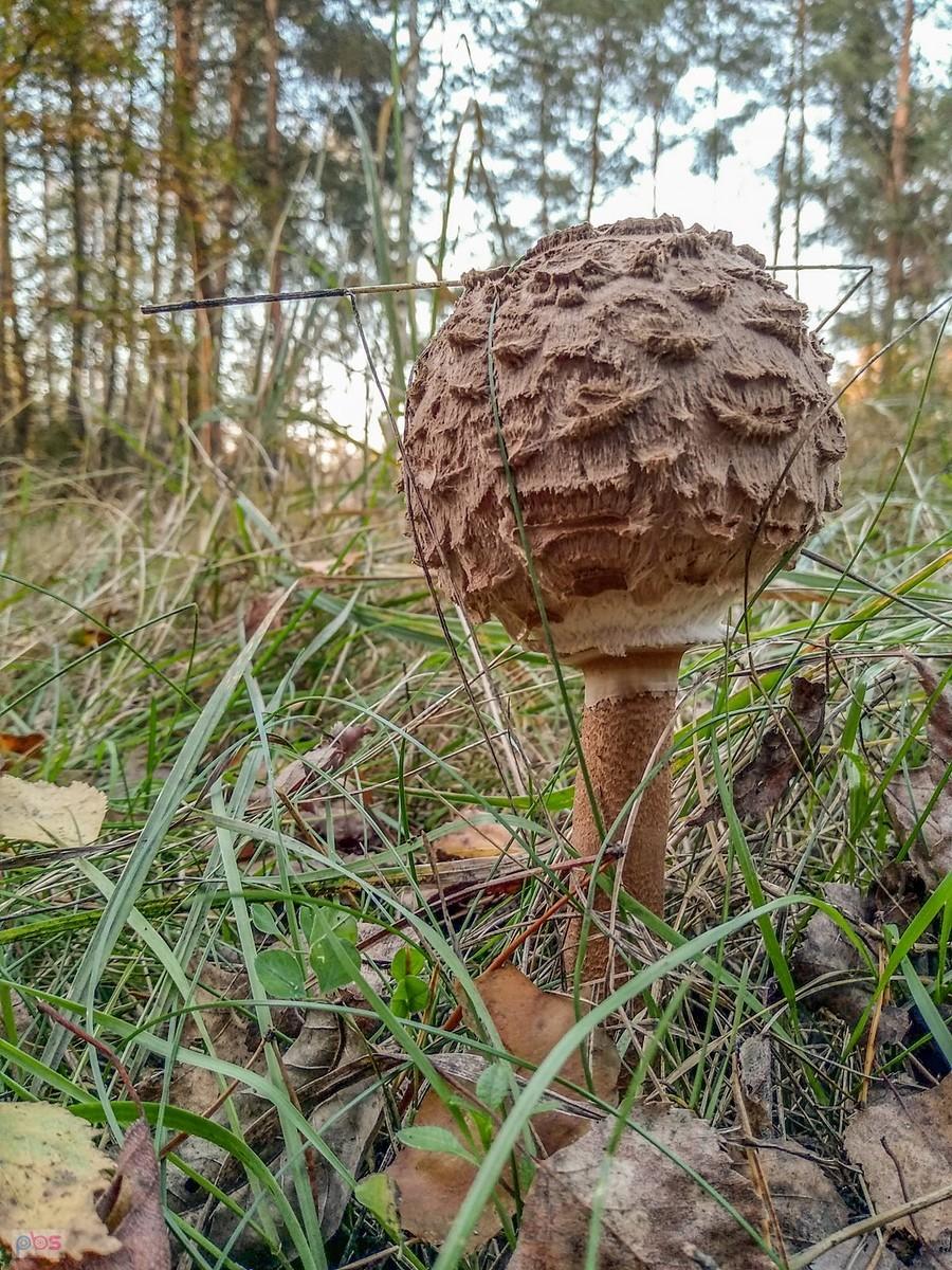 Kania znaleziona w lasach Panewnickich