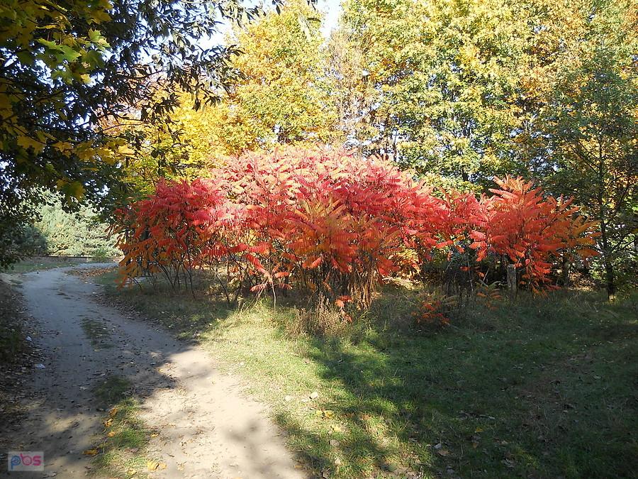 jesień