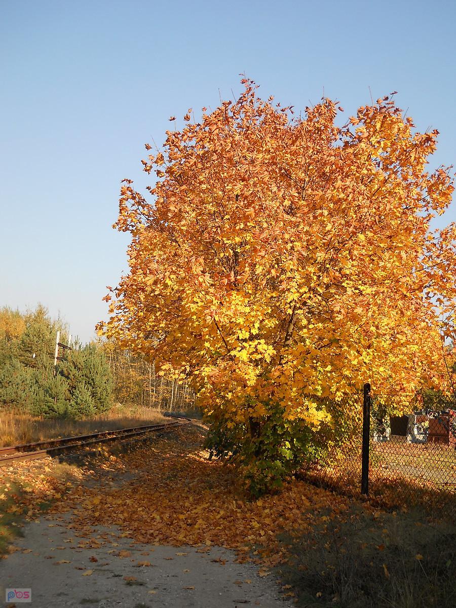 jesień