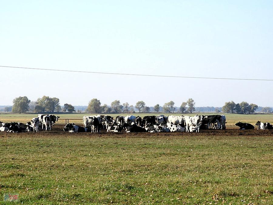 Na pastwisku pod Grunhof - 12/10/18 r.