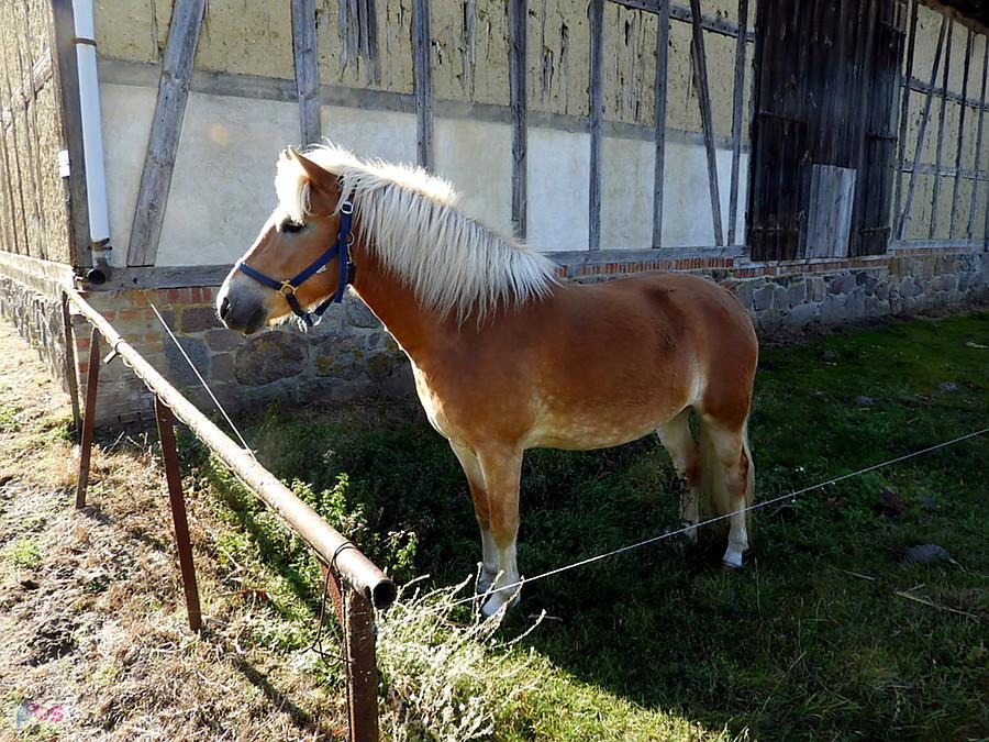 A tu nasz znajomy konik z Grunhof już bez Kuby.