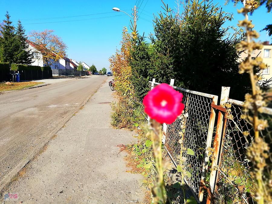 Uliczka w Przecławiu i kwitnąca malwa.