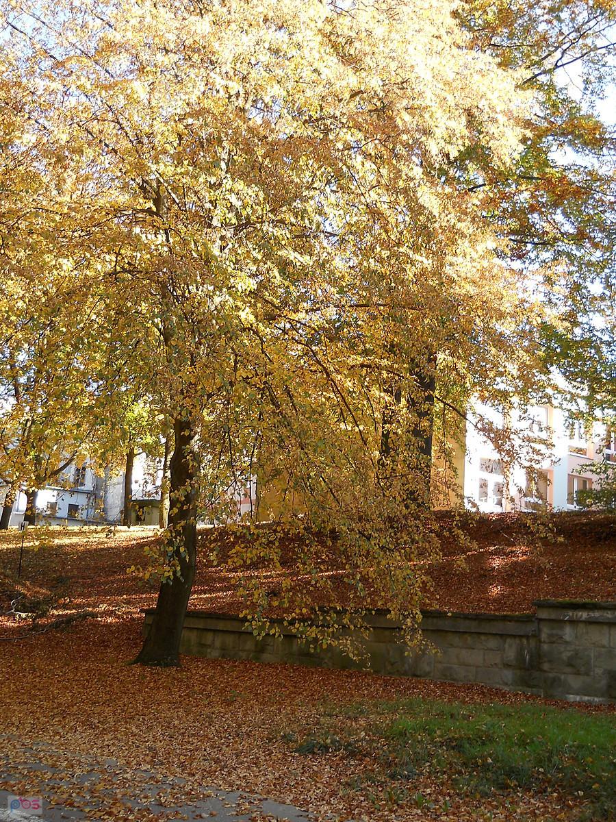 jesień przy Salezjanach