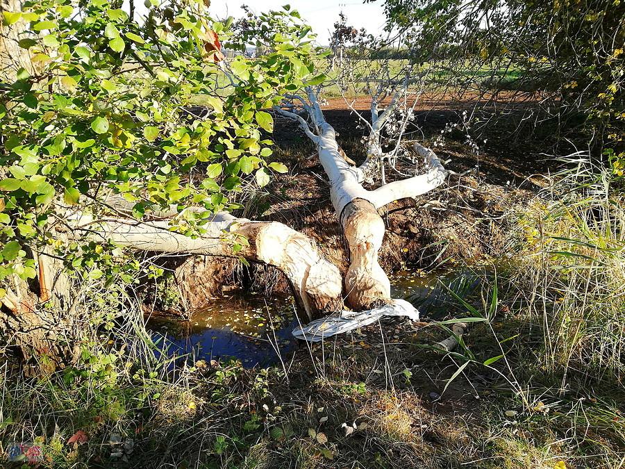 Tuż przy ścieżce rowerowej pod Bukiem ślady działania bobrów.