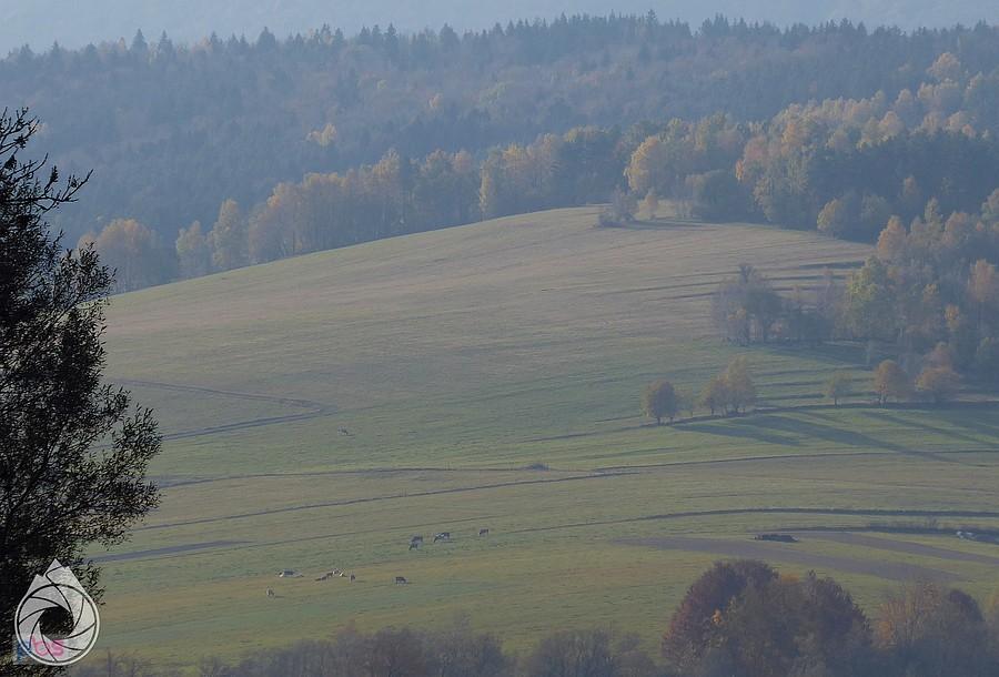 krowy wójta jak zwykle na łąkach