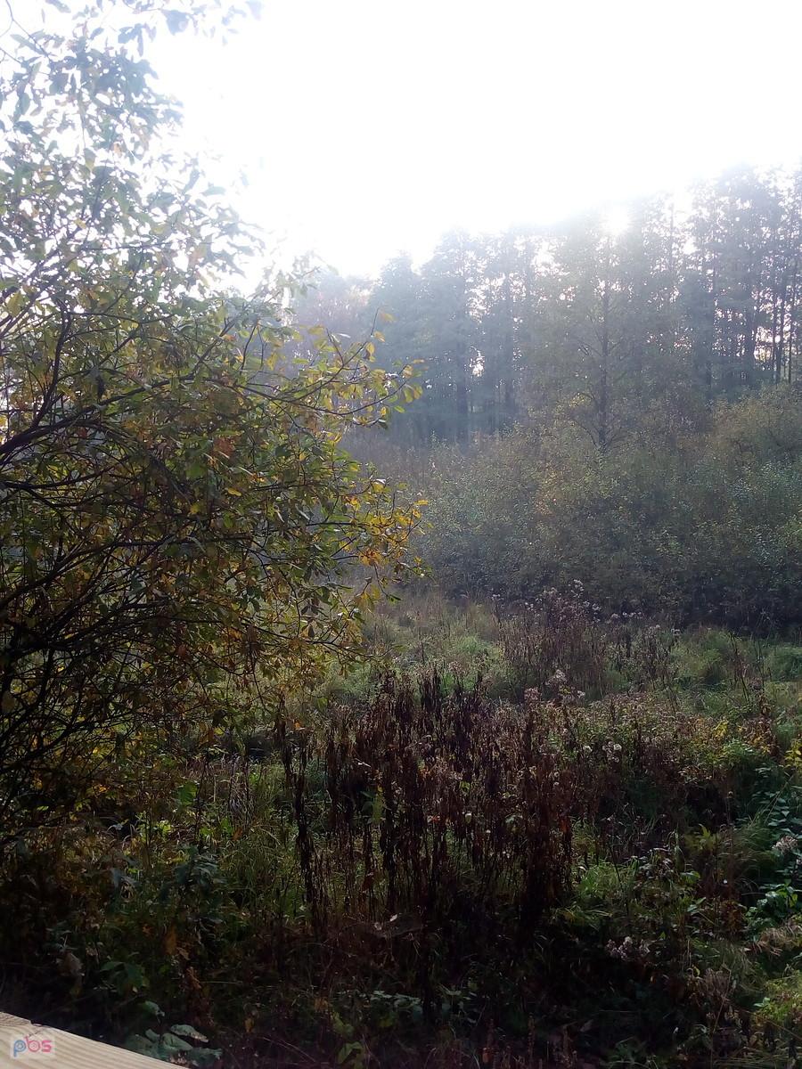 Mgła nad bagnem