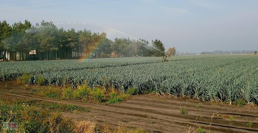 Nawadnianie pora - Kępy Lubczyńskie