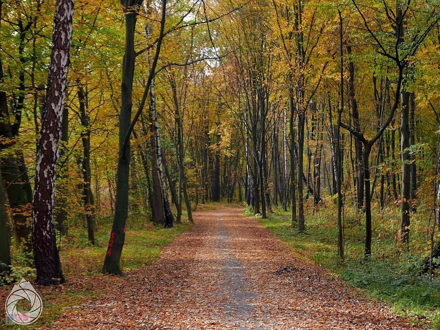 VeloDunajcówka