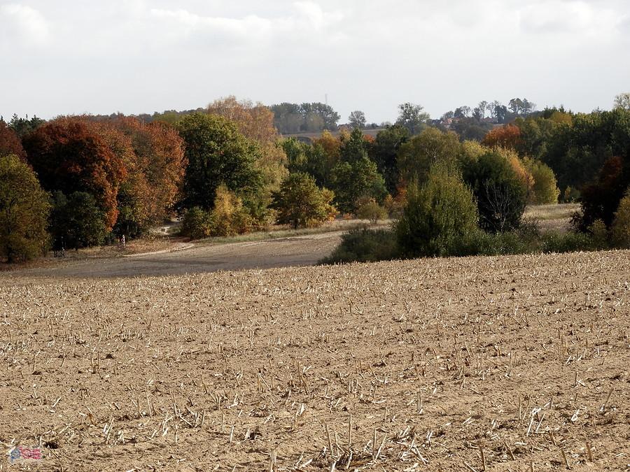 W głębi słupki graniczne pod Kościnem.