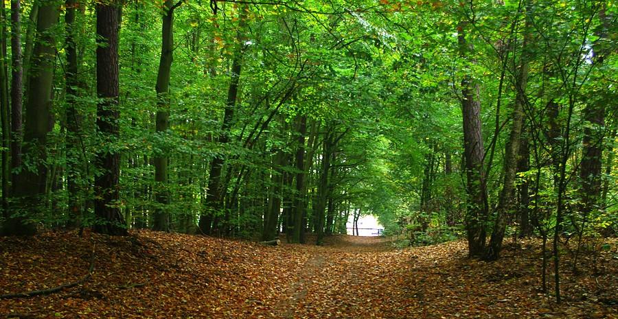 Puszczykowo - drzwi do lasu