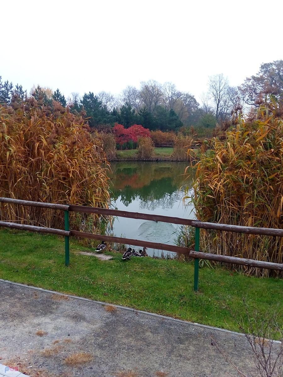 Staw w Borzęcinie w jesiennych barwach
