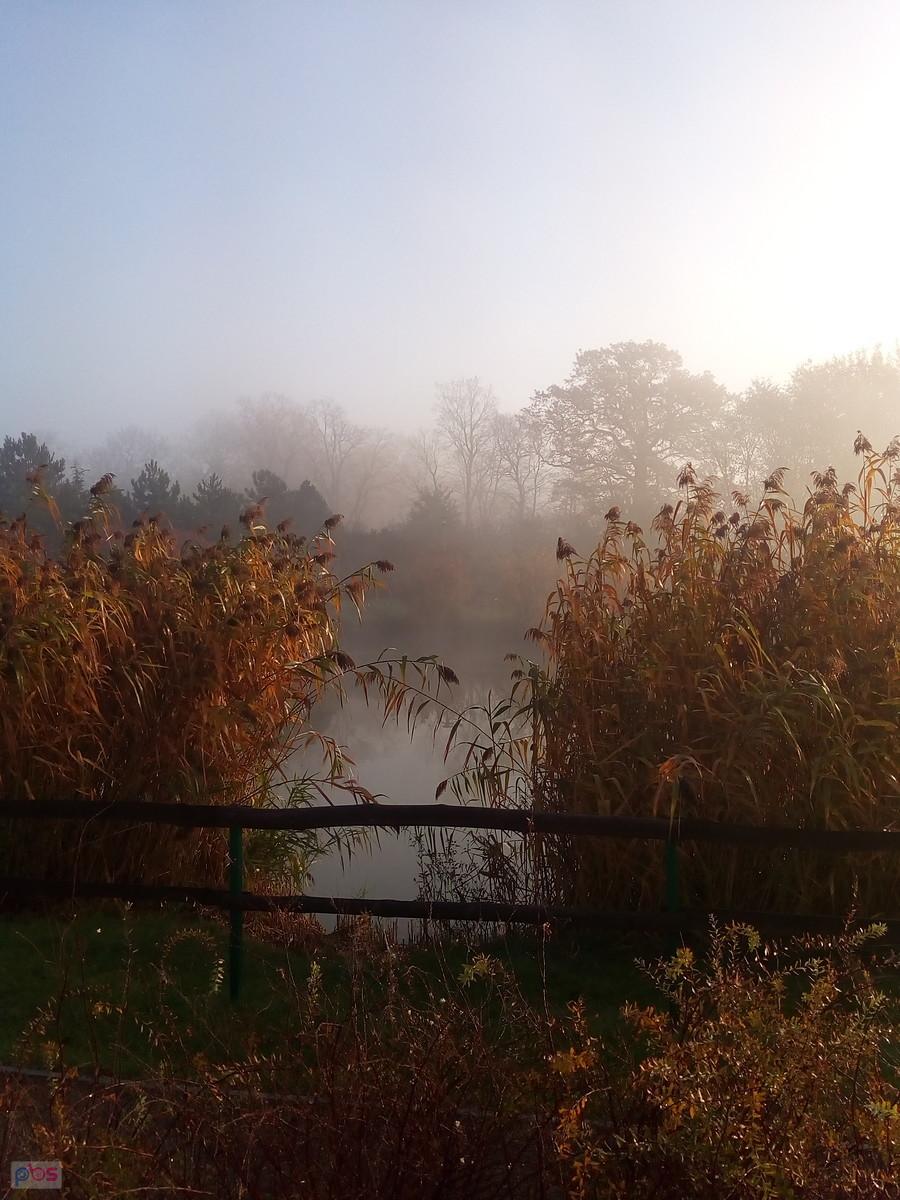 Staw w Borzęcinie
