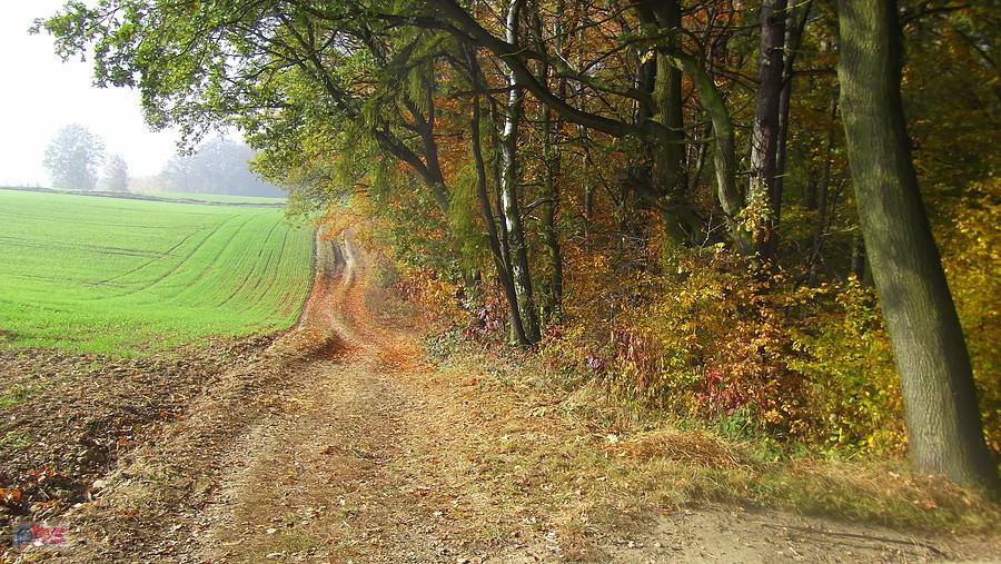 Polne i leśne drogi