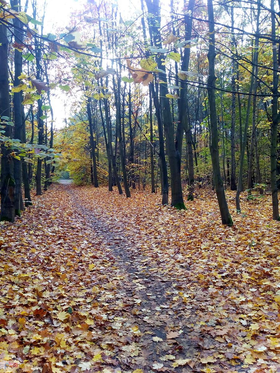 Jesień w lesie