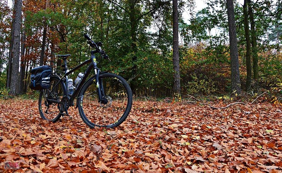 Giant Roam 1