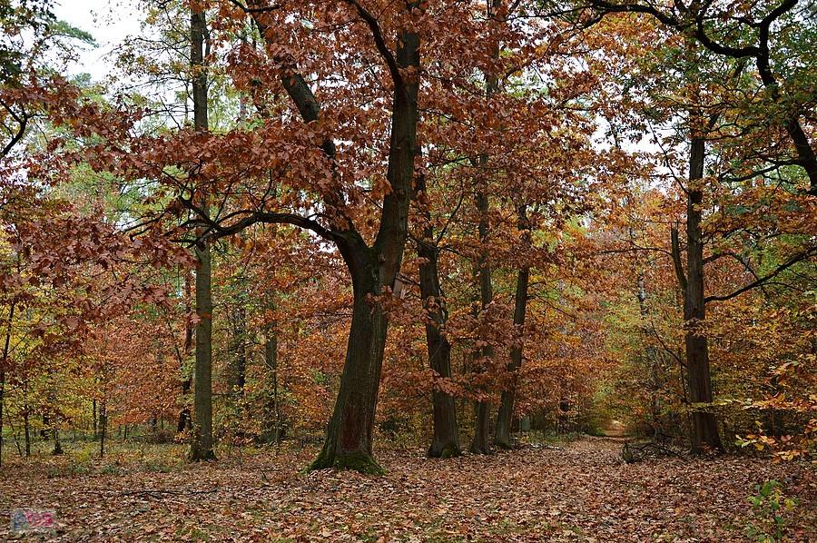 Jesień