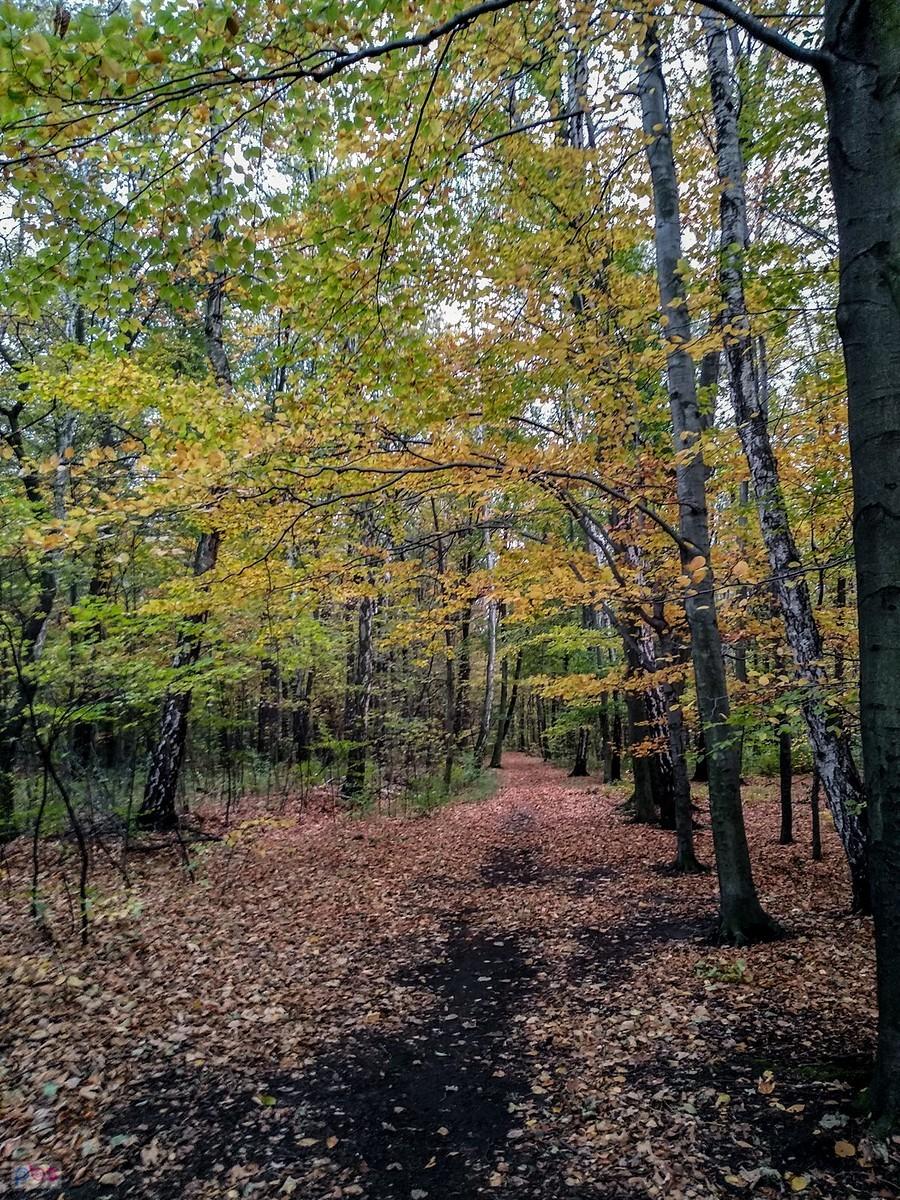 Kolorowo w lasku Makoszowskim