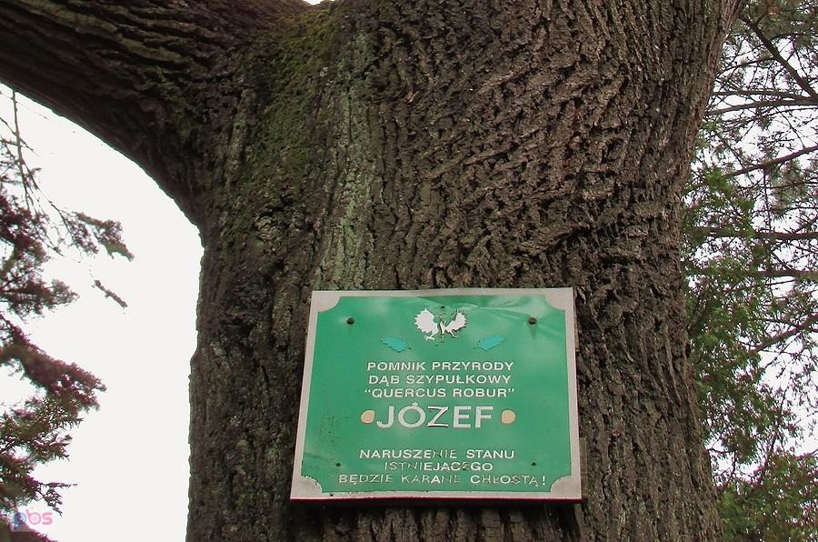 Dąb szypułkowy Józef