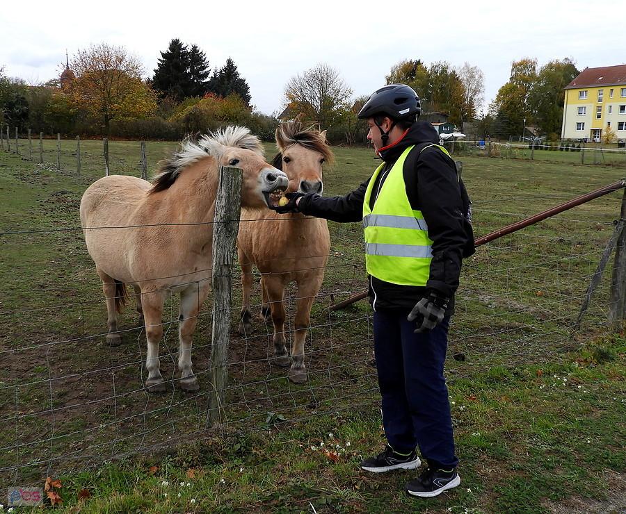 Kuba i nasze znajome konie z Blankensee.