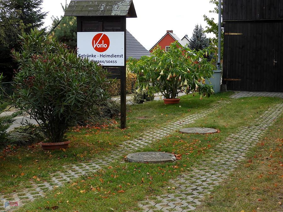 Ciągle kwitnąca datura z Pampow.