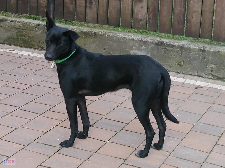 Luna - kundelek z adopcji