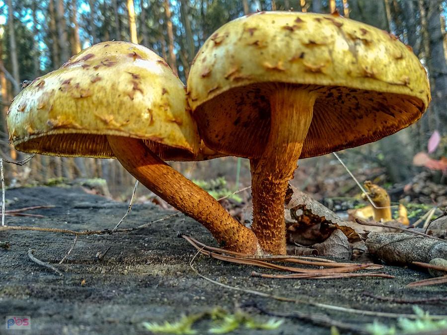 A grzyby rosną :)