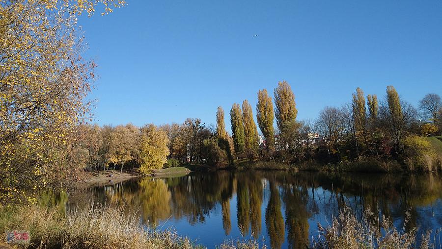 Staw w Parku Szczęśliwickim