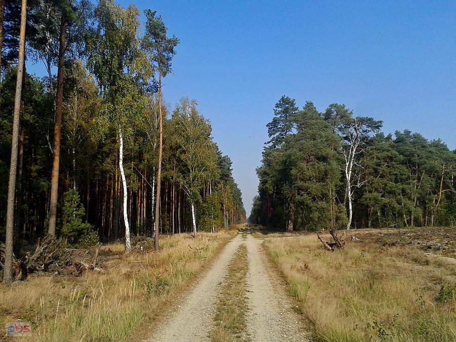 Lasy Nadleśnictwa Poddębice