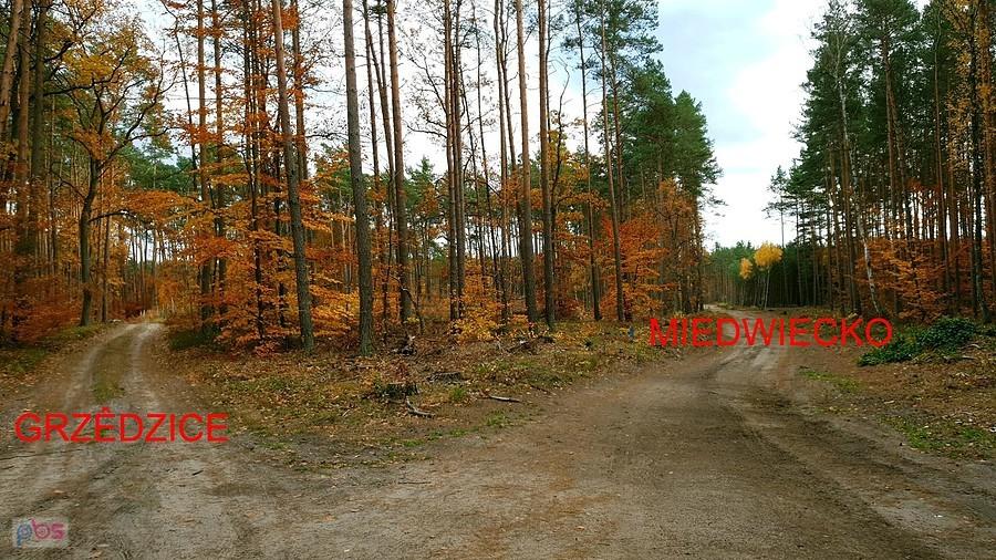 Leśna krzyżówka