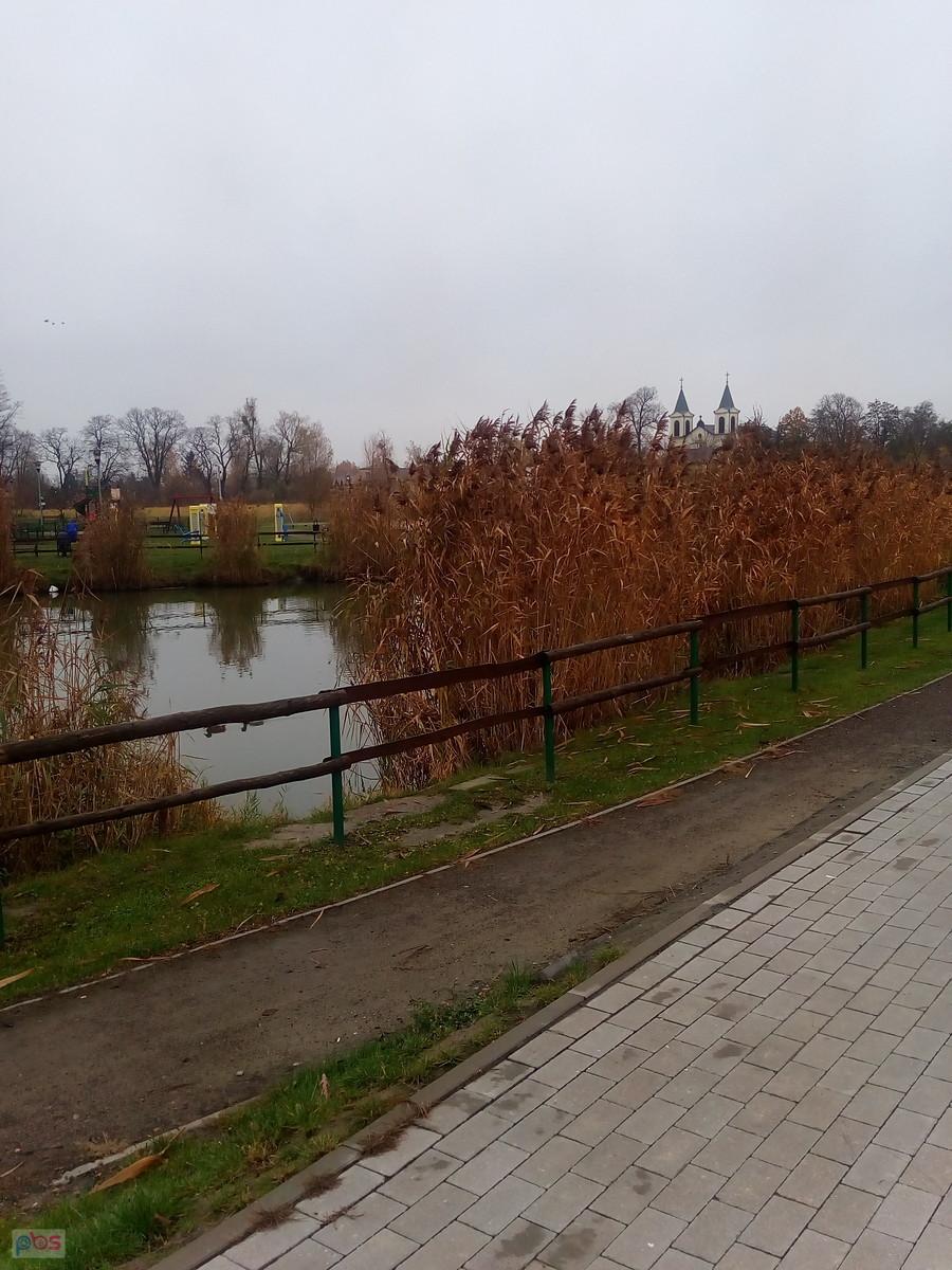 Staw w Borzęcinie