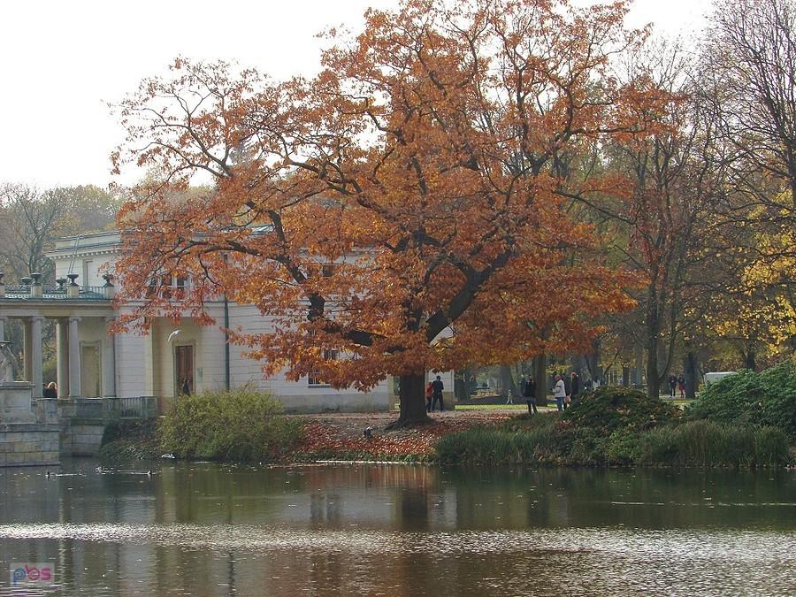 Dąb nad stawem