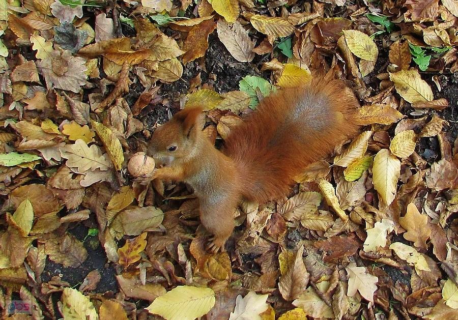 Orzeszek wyraźnie jej zasmakował