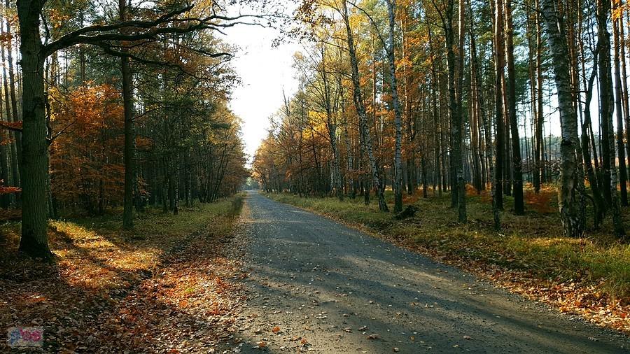 Dojazd pożarowy 32 w okolicy Sowna