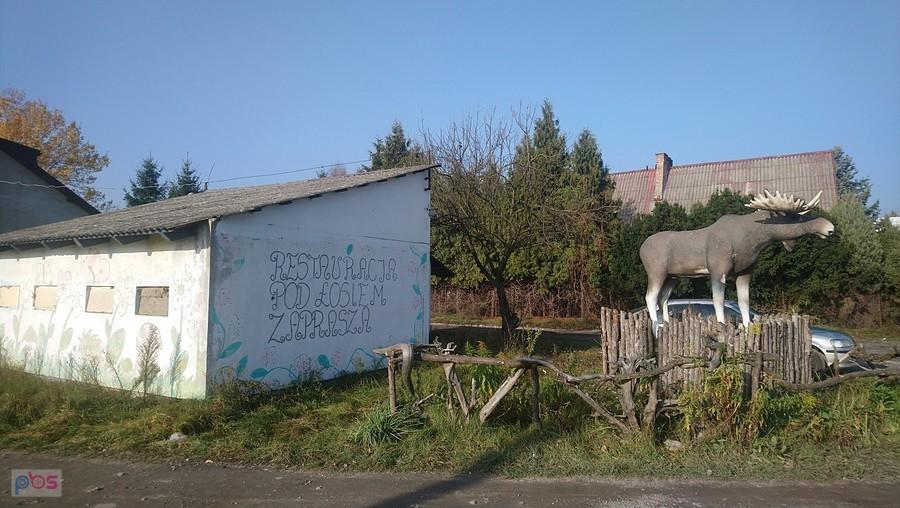 Łoś w Łosiu
