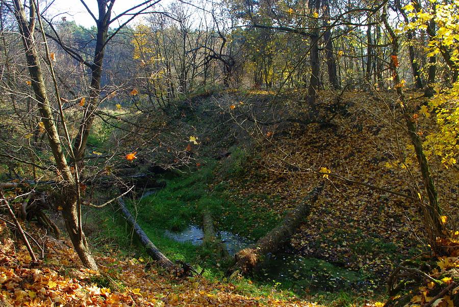 Dzikowisko