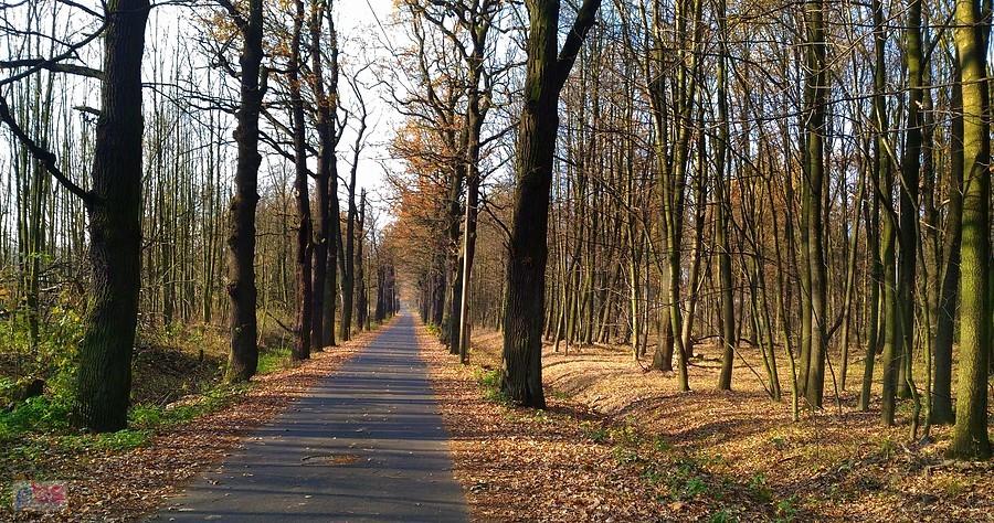 W Antošovicach wjechałem w las i jadę w kierunku Šilheřovic