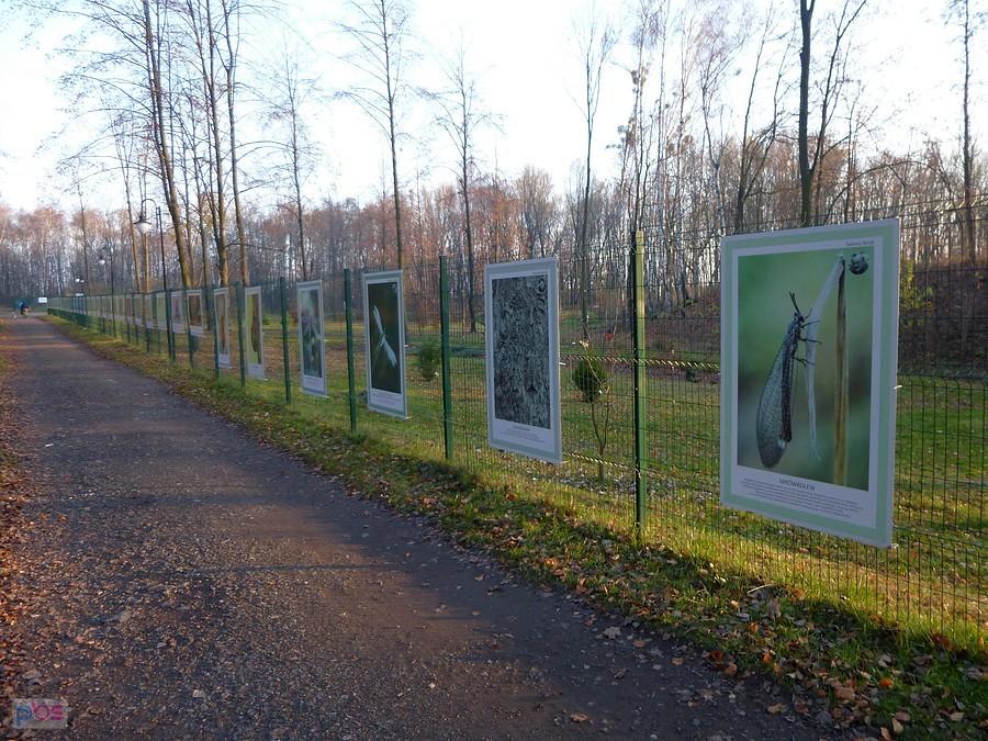 Tajemniczy świat owadów