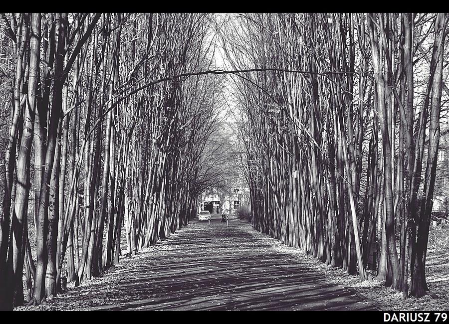 Siemianowice Śląskie - Park Miejski
