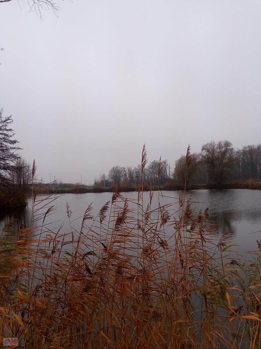 Staw w Zielonkach