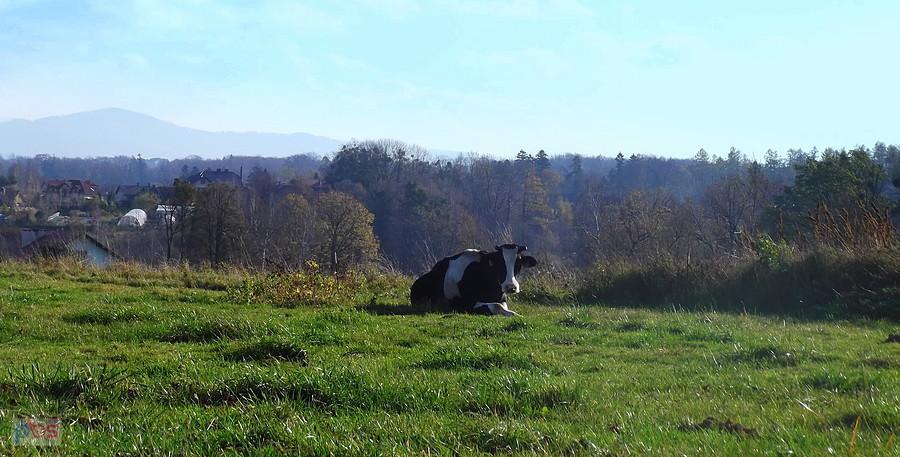 Haźlach