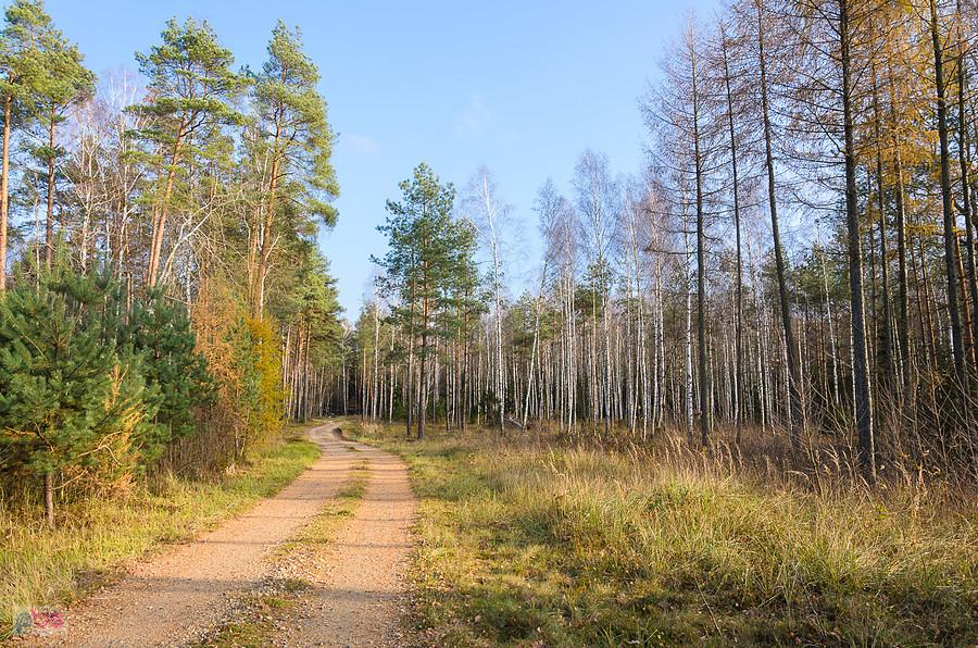 Leśny szlak - Częstochowa-Olsztyn